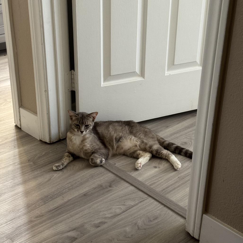 Enlarge Chai, a Adoptable Domestic Short Hair in Las Vegas, NV image 2/6