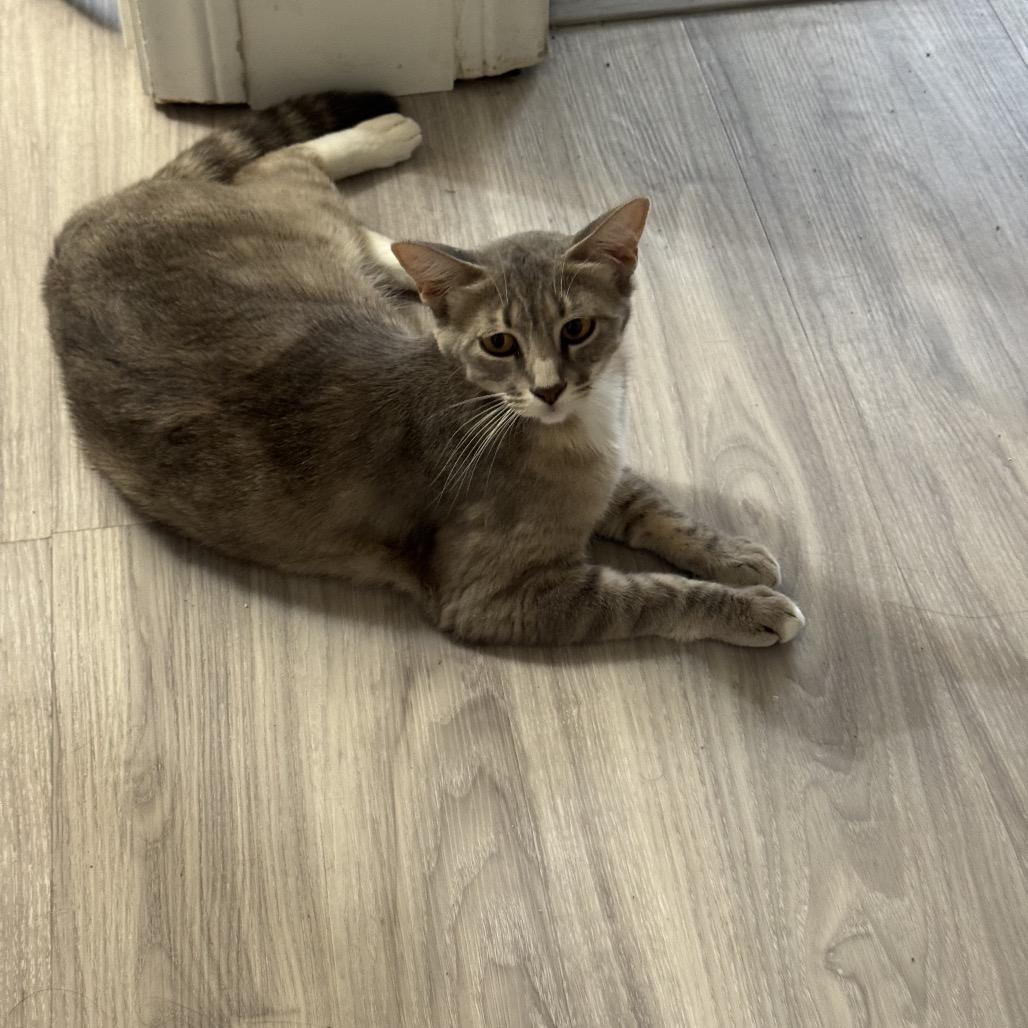 Enlarge Chai, a Adoptable Domestic Short Hair in Las Vegas, NV image 4/6