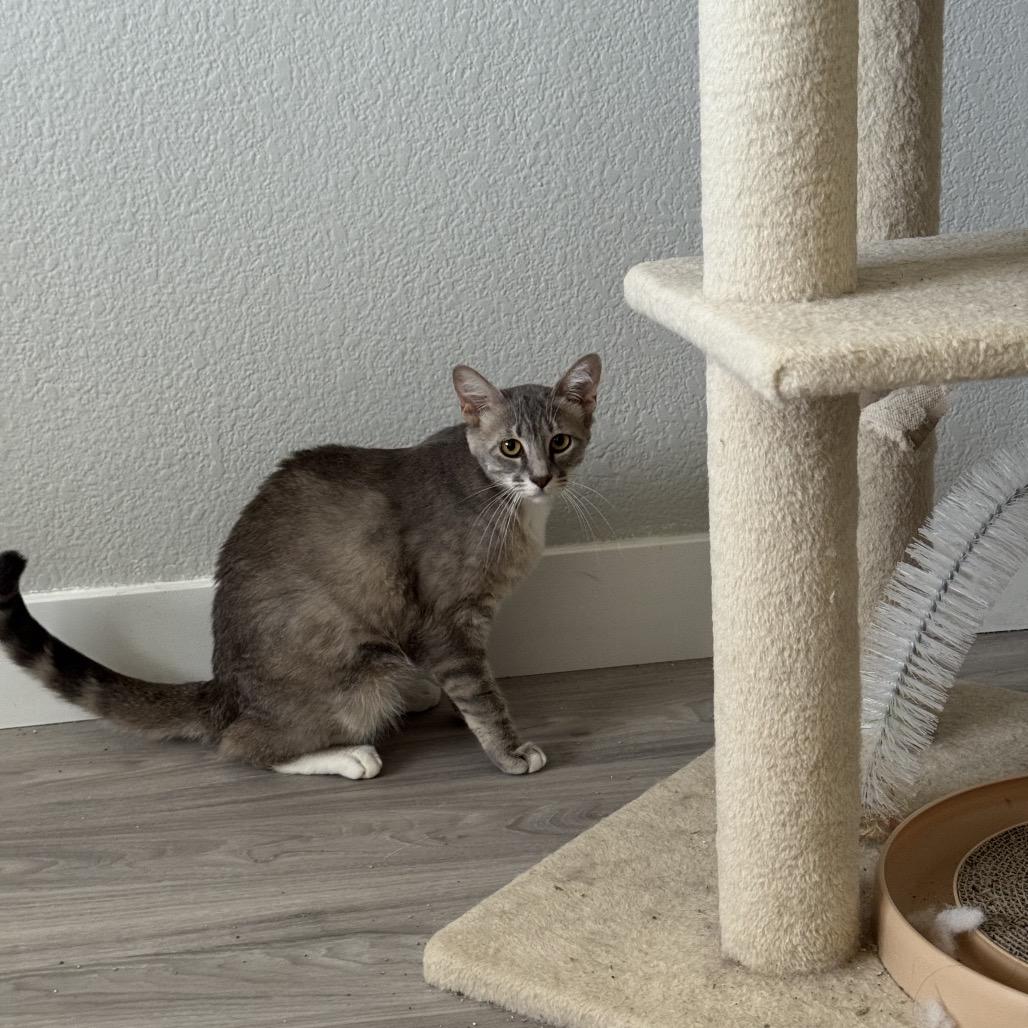 Enlarge Chai, a Adoptable Domestic Short Hair in Las Vegas, NV image 5/6
