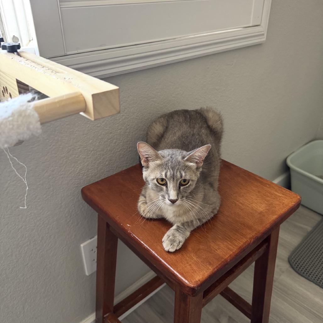 Enlarge Chai, a Adoptable Domestic Short Hair in Las Vegas, NV image 6/6