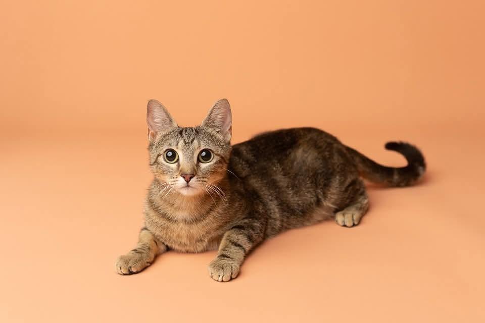 Enlarge Brook, a Adoptable mixed breed in WARNER ROBINS, GA image 1/4