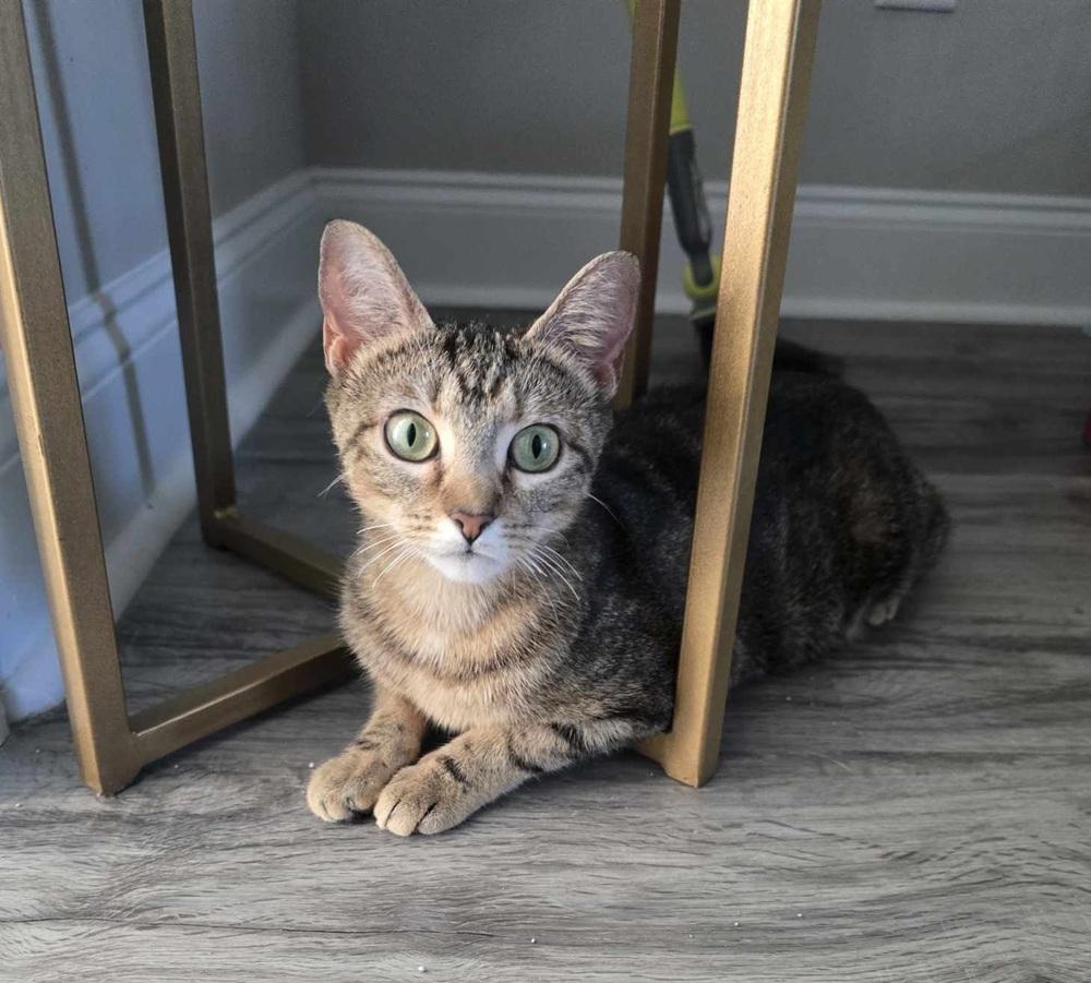 Enlarge Brook, a Adoptable mixed breed in WARNER ROBINS, GA image 2/4