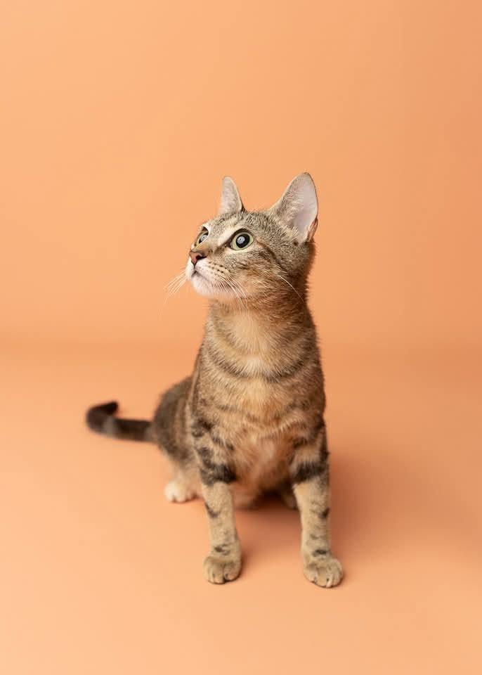 Enlarge Brook, a Adoptable mixed breed in WARNER ROBINS, GA image 4/4