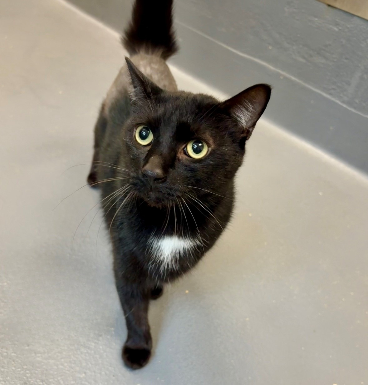 Forest, an adoptable Domestic Short Hair in Hilton Head Island, SC, 29925 | Photo Image 1