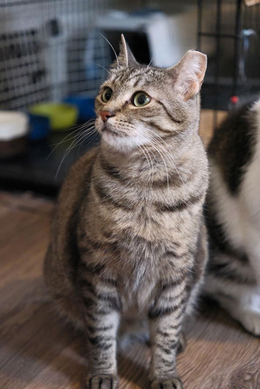 Mindy - Sponsored by Alice, a Adoptable Domestic Short Hair in Markham, ON image 1/3