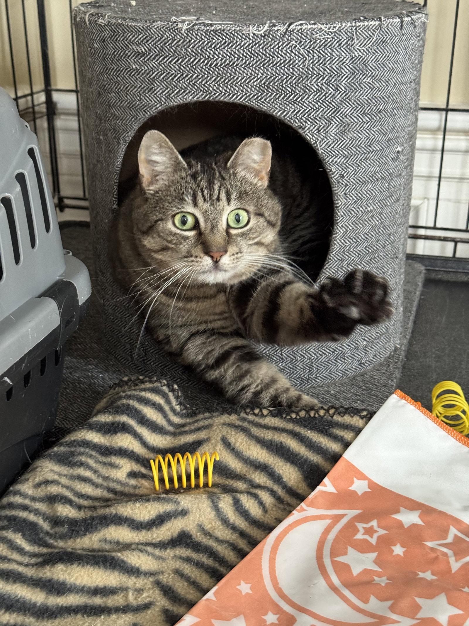 Enlarge Mindy - Sponsored by Alice, a Adoptable Domestic Short Hair in Markham, ON image 1/3