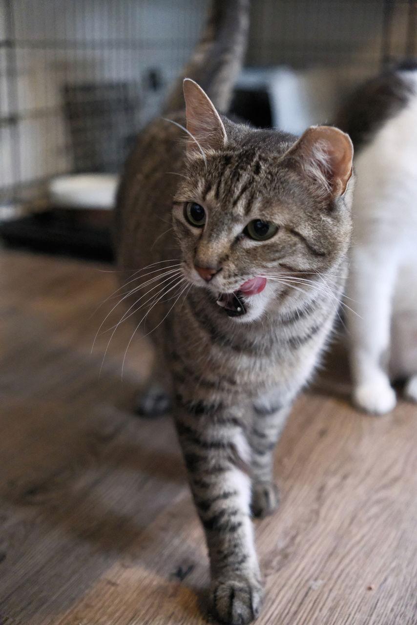 Mindy - Sponsored by Alice, Adoptable, Adult Female Domestic Short Hair.