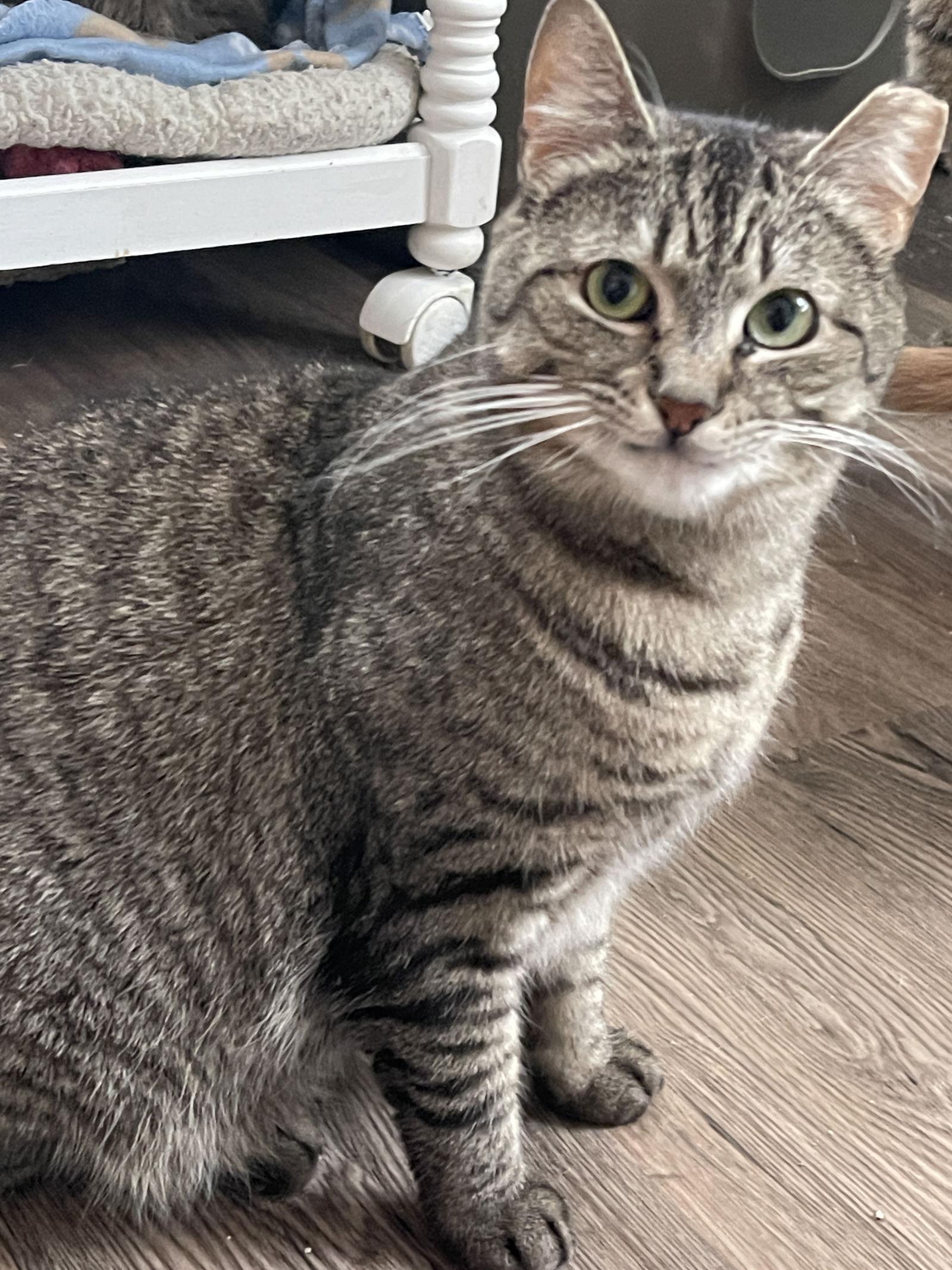 Mindy - Sponsored by Alice, a Adoptable Domestic Short Hair in Markham, ON image 3/3