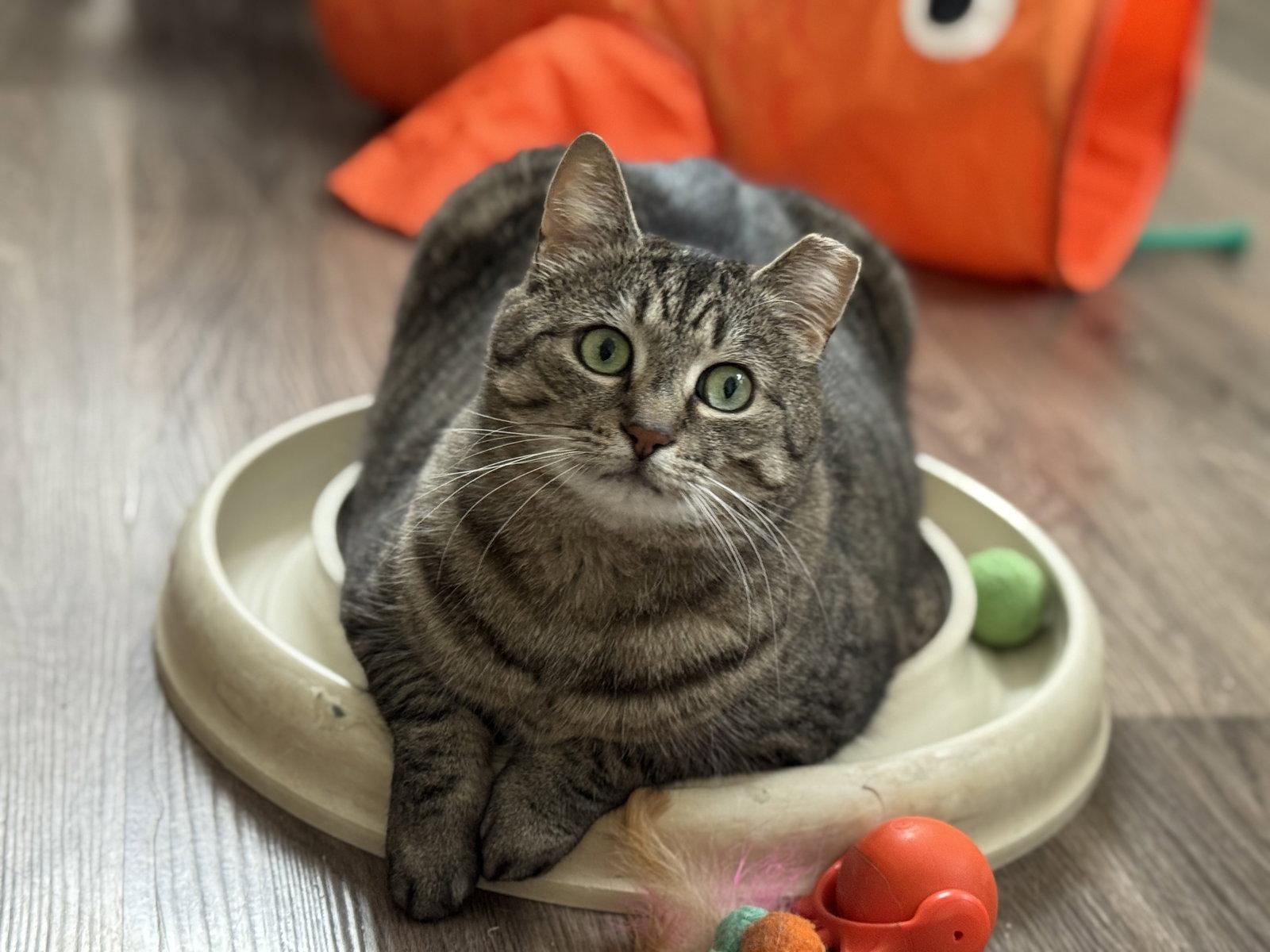 Enlarge Mindy - Sponsored by Alice, a Adoptable Domestic Short Hair in Markham, ON image 3/3