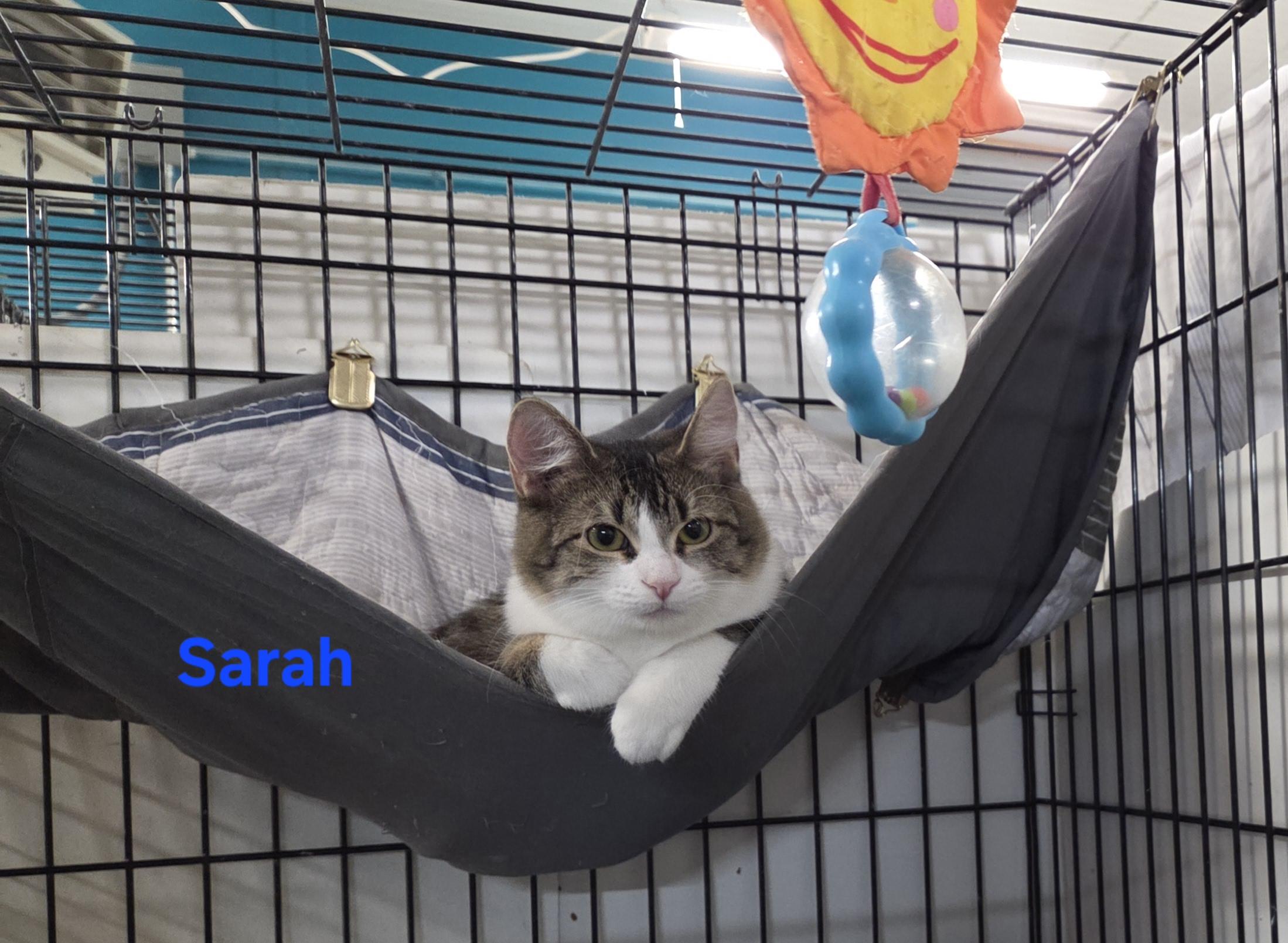 Enlarge Sarah, a ADOPTABLE mixed breed in Whitewater, WI image 1/5