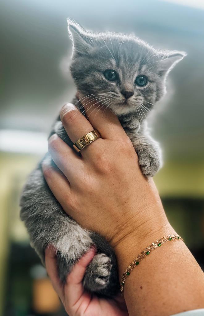 Sticky Hand, Adopted, Kitten Female Domestic Short Hair.