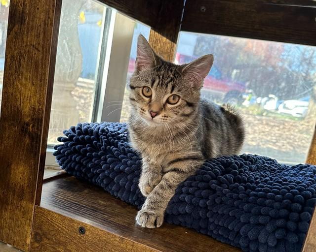 Enlarge SUGAR COOKIE, a Adoptable Domestic Short Hair in Raleigh, NC image 1/1