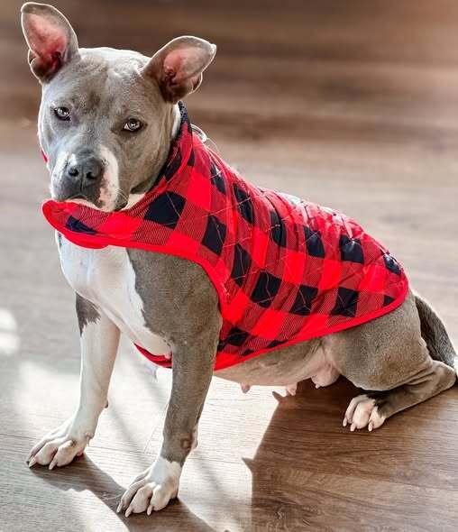 Callie M, Adoptable, Adult Female Mixed Breed.