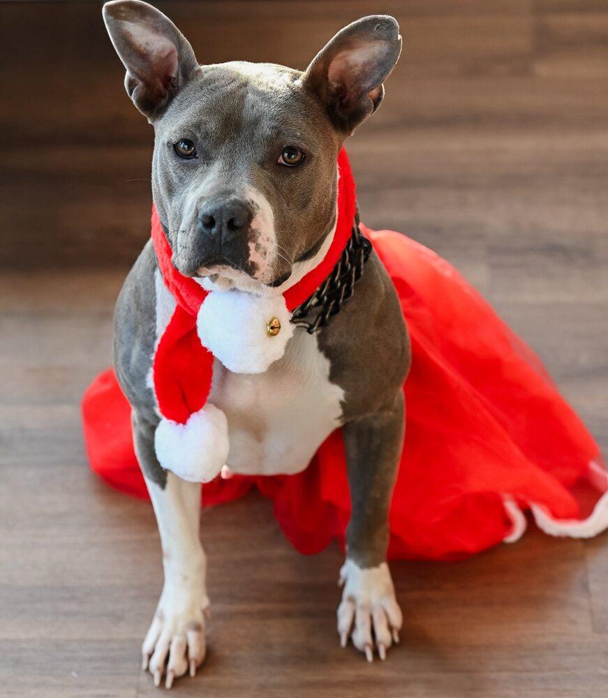 Callie M, a Adoptable mixed breed in Milton, DE image 2/3