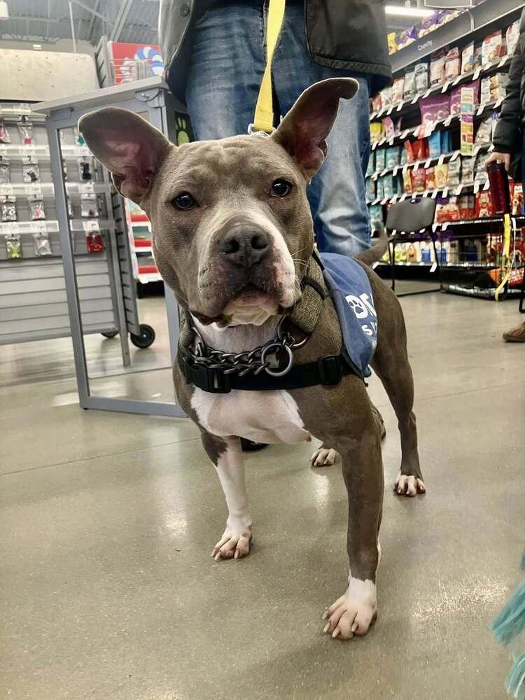 Enlarge Callie Ma, a Adoptable mixed breed in Milton, DE image 3/5