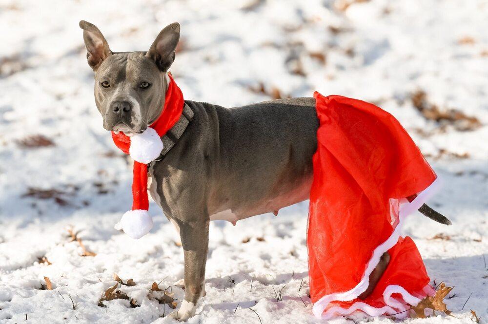 Callie M, a Adoptable mixed breed in Milton, DE image 3/3