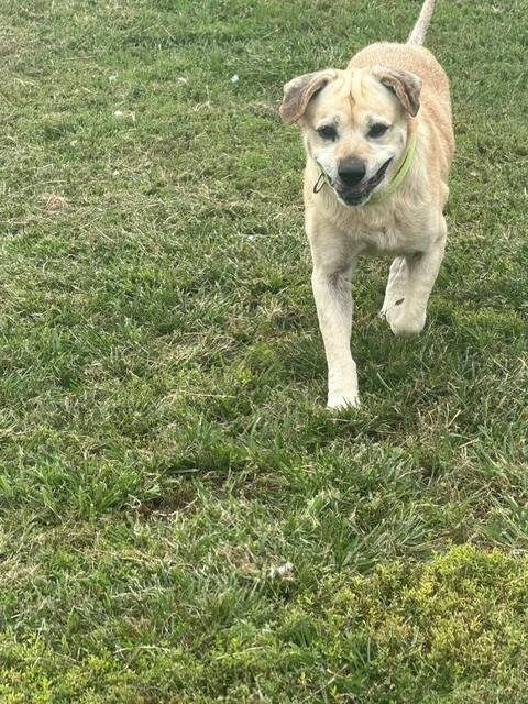 Enlarge Elroy, a Adoptable Yellow Labrador Retriever in Augusta, WV image 3/3
