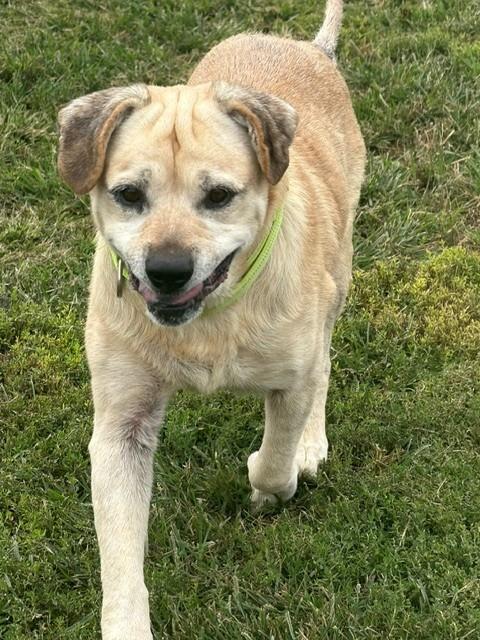 Elroy, Adoptable, Senior Male Yellow Labrador Retriever.