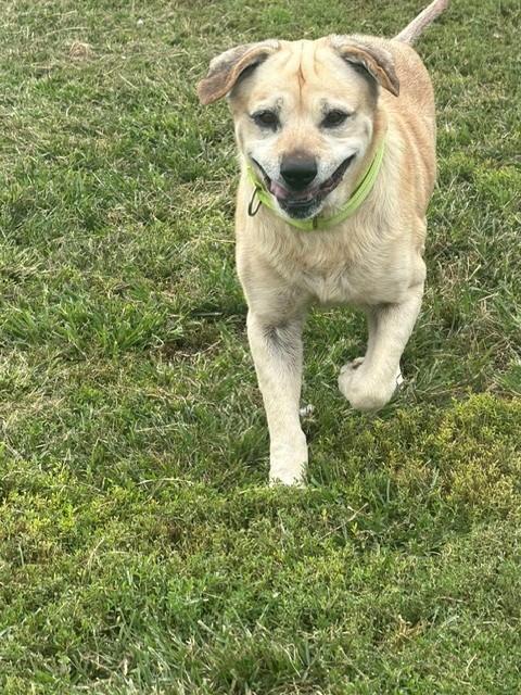 Enlarge Elroy, a Adoptable Yellow Labrador Retriever in Augusta, WV image 2/3