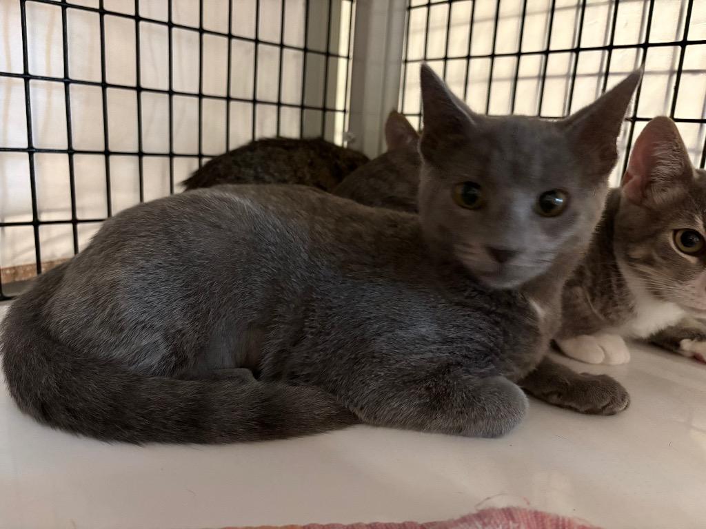Turmeric, Adoptable, Kitten Female Domestic Short Hair.