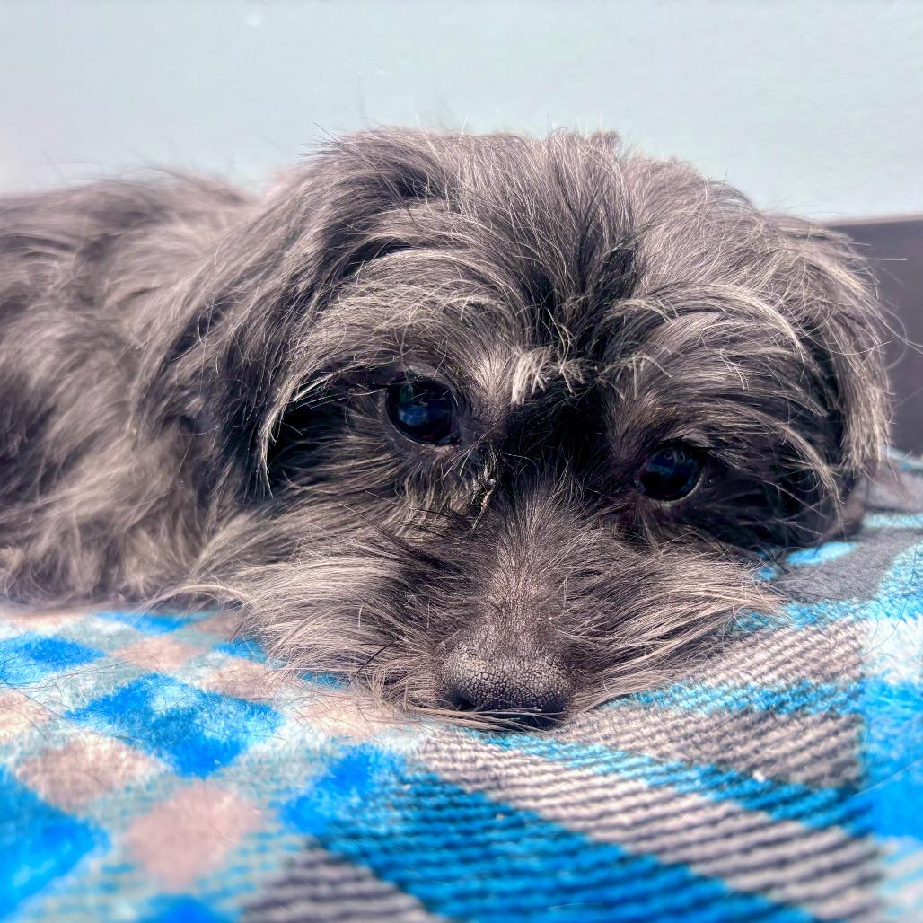 Sister, Adoptable, Adult Female Shih Tzu.