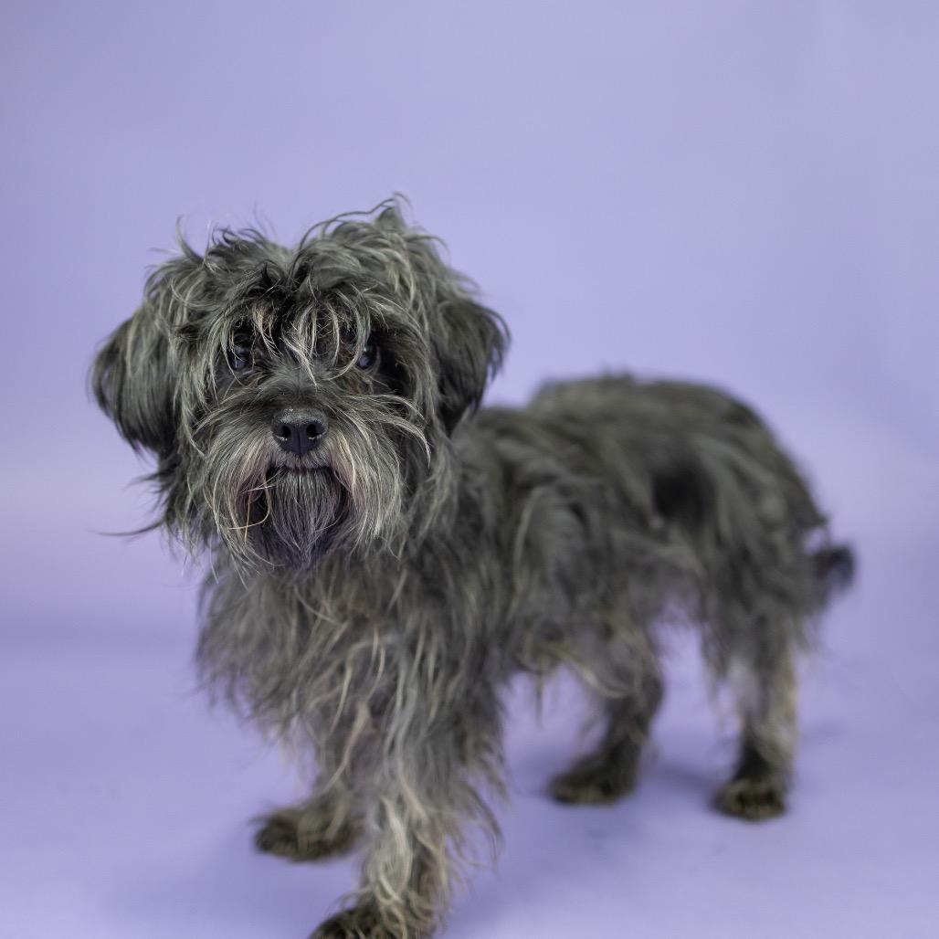 Enlarge Sister, a Adoptable Shih Tzu in Portland, OR image 2/3
