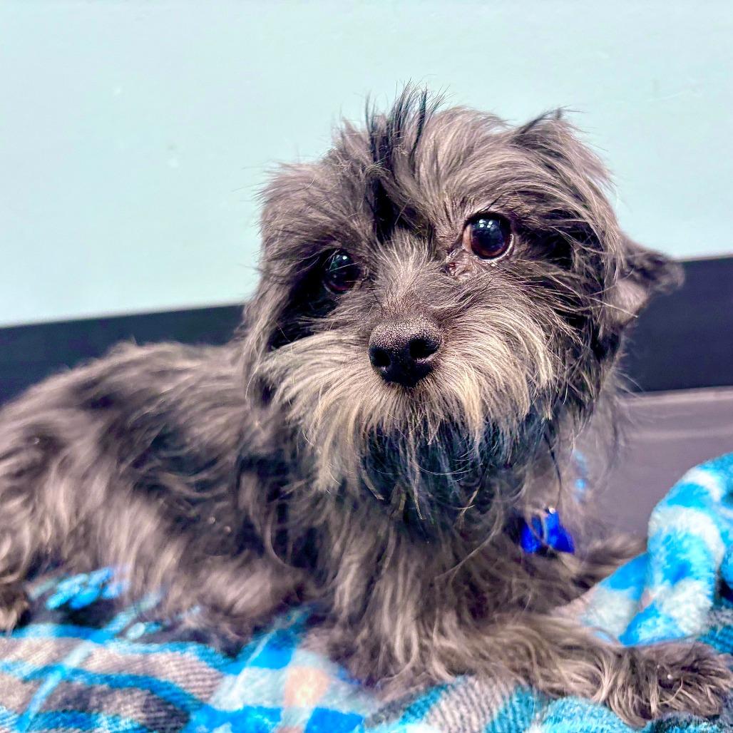 Enlarge Sister, a Adoptable Shih Tzu in Portland, OR image 3/3