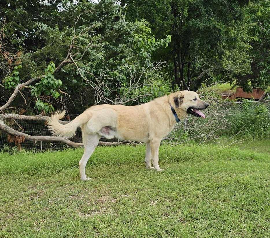 Simon, Adoptable, Adult Male Anatolian Shepherd.