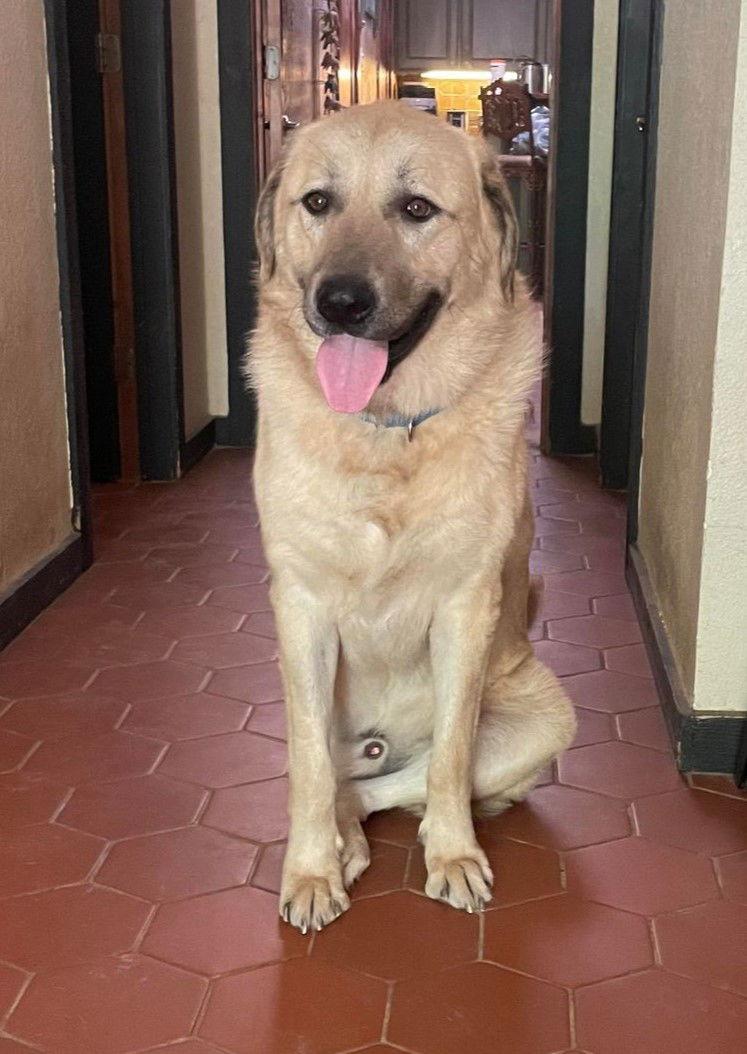 Enlarge Simon, a Adoptable Anatolian Shepherd in Whitewright, TX image 3/3
