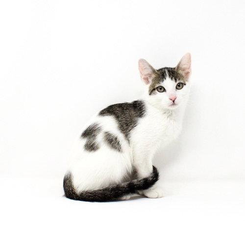 Grouse, Adoptable, Kitten Male Domestic Short Hair.
