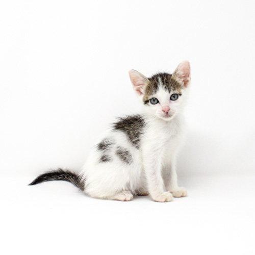 Grouse, a Adoptable Domestic Short Hair in Florence, AZ image 2/2