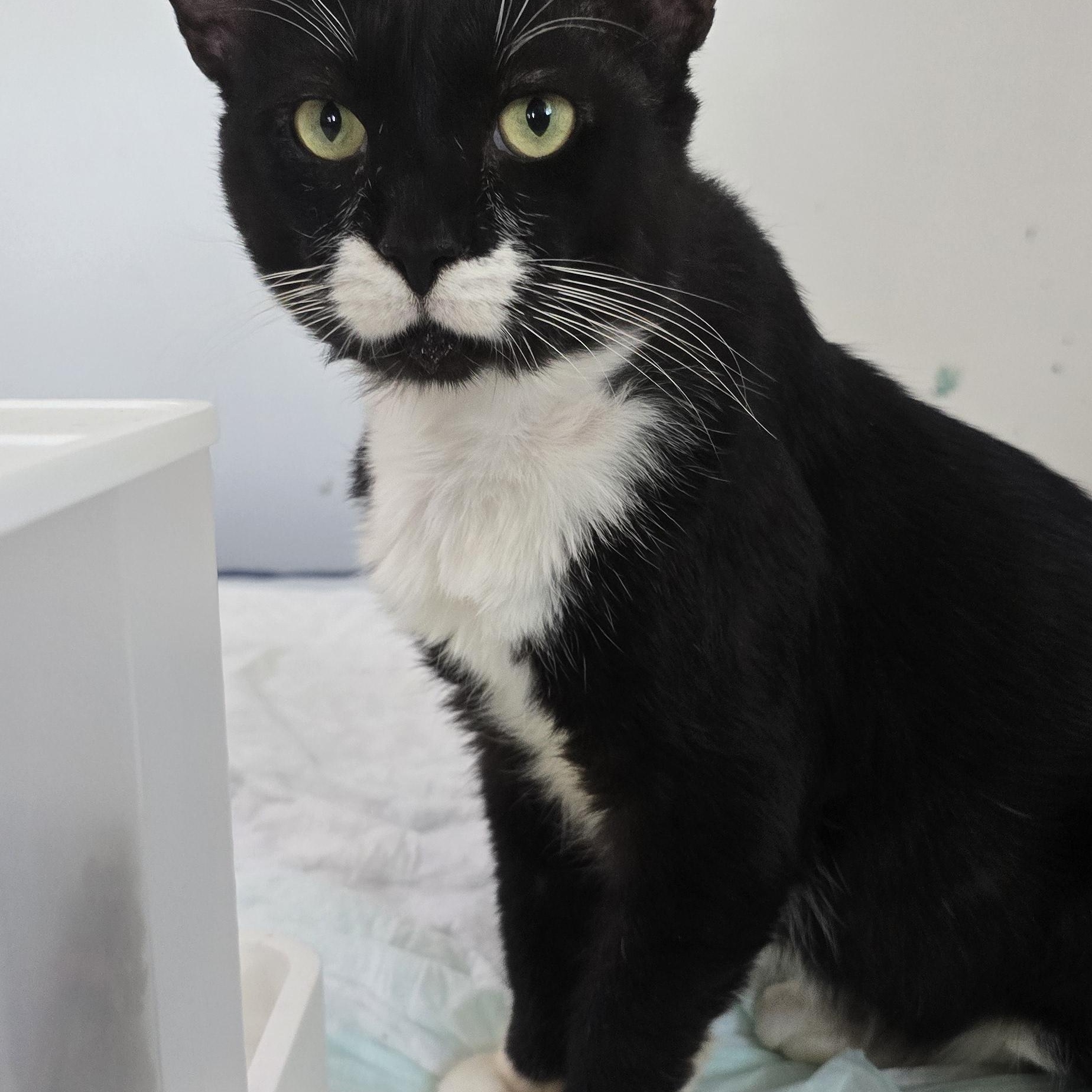 Enlarge Mr. Mustachio, a Adoptable Tuxedo in Perth Amboy , NJ image 1/3