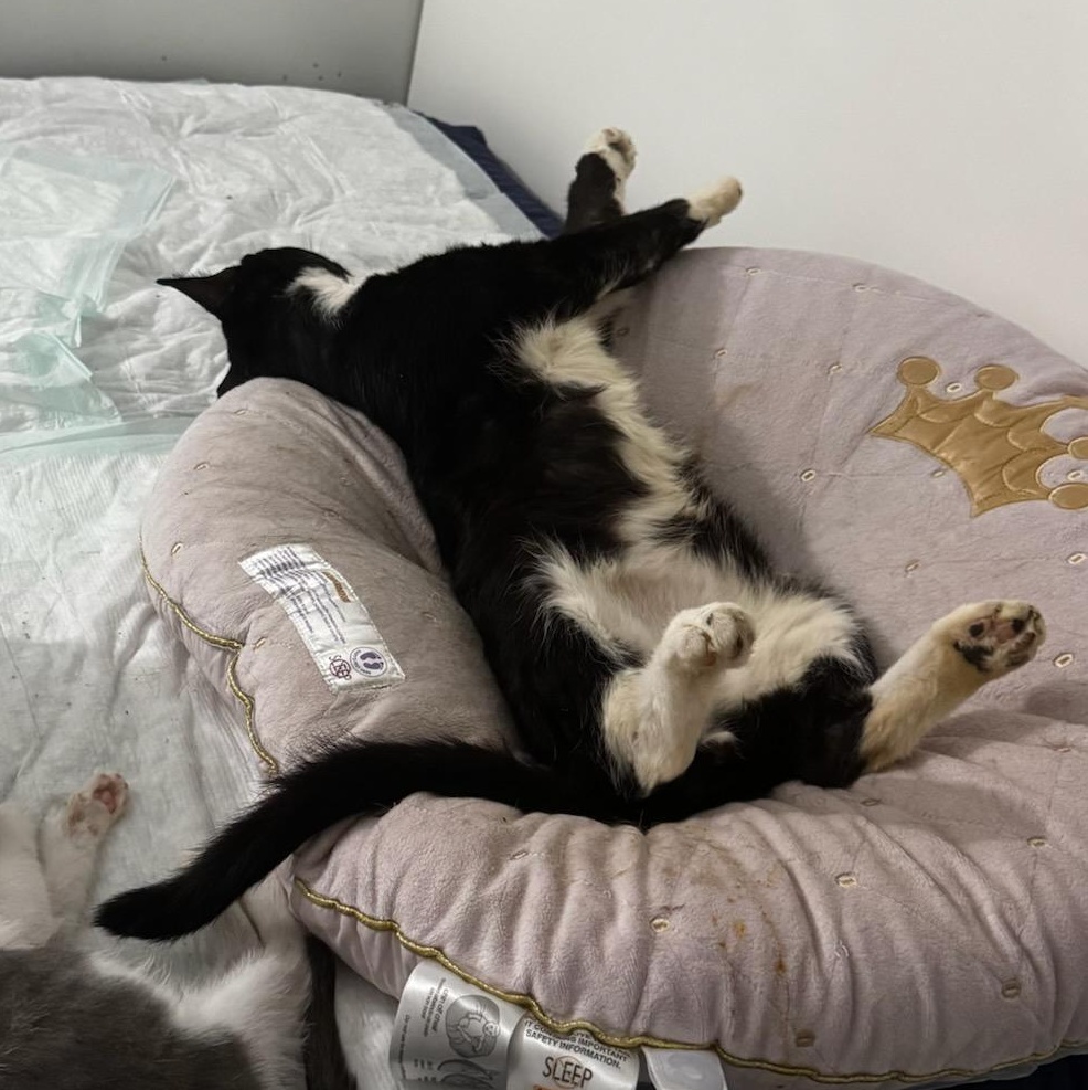 Enlarge Mr. Mustachio, a Adoptable Tuxedo in Perth Amboy , NJ image 2/3