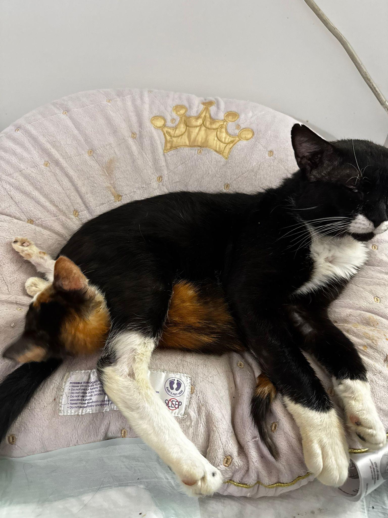 Enlarge Mr. Mustachio, a Adoptable Tuxedo in Perth Amboy , NJ image 3/3