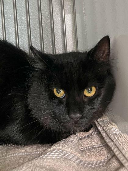 Smokey, Adoptable, Adult Male Domestic Medium Hair & Domestic Short Hair.