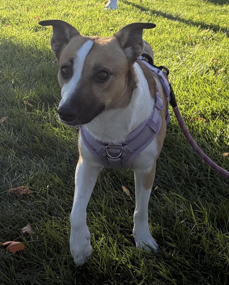 Daisy, Adoptable, Young Female Husky & Jack Russell Terrier.
