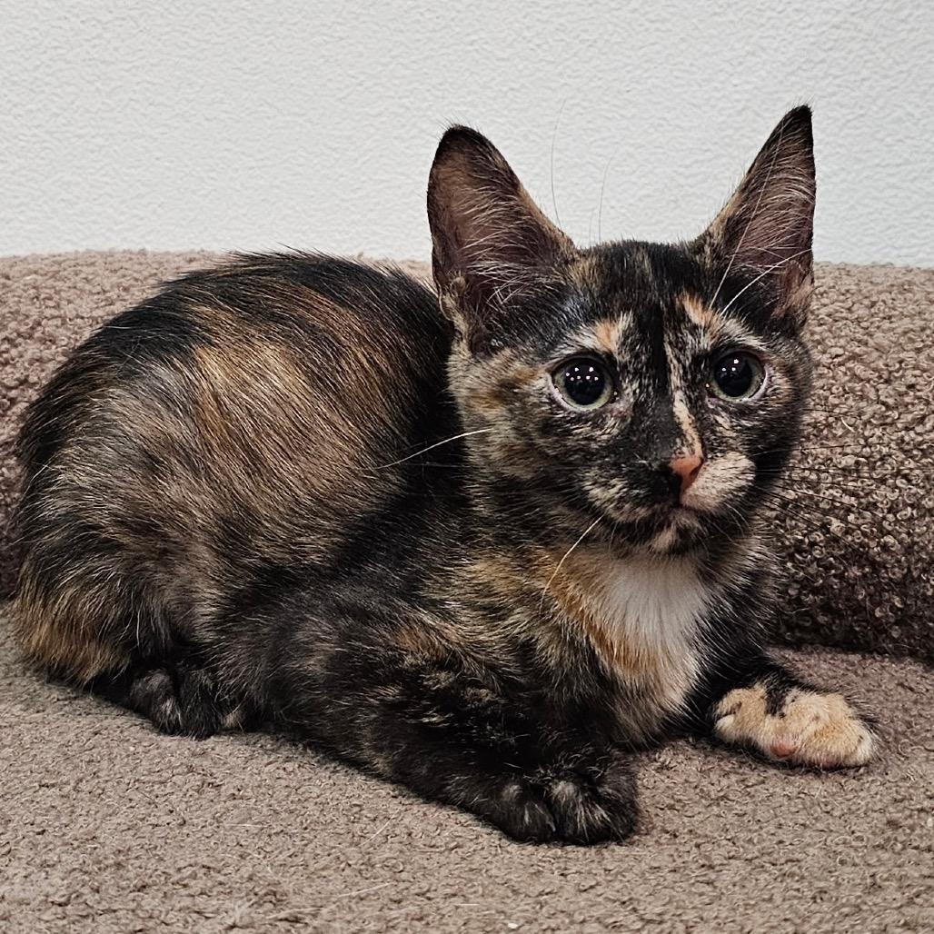 Tilly, Adoptable, Young Female Domestic Short Hair.