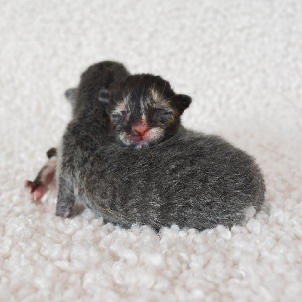 Enlarge Tilly, a Adoptable Domestic Short Hair in HUNTERSVILLE, NC image 2/4