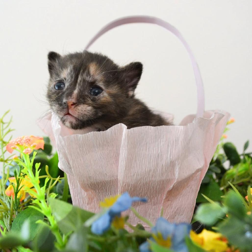 Enlarge Tilly, a Adoptable Domestic Short Hair in HUNTERSVILLE, NC image 3/4