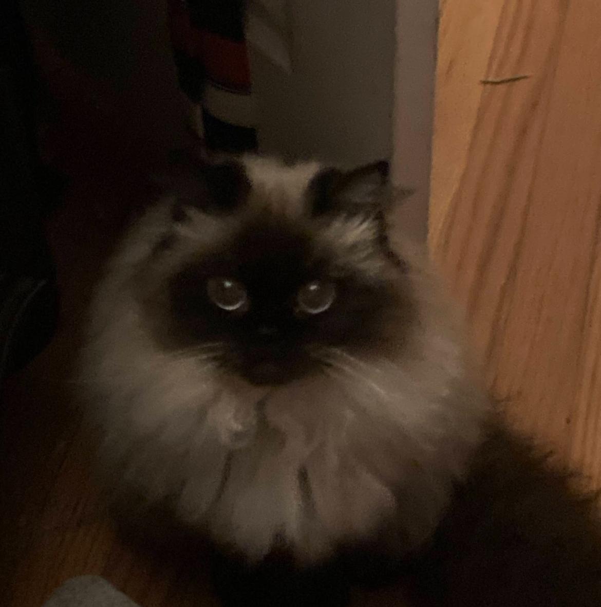 Enlarge Grace, a Adopted mixed breed in Seaford, DE image 1/2