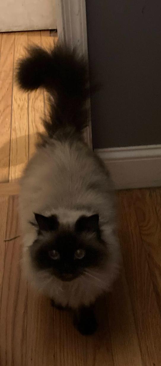 Enlarge Grace, a Adopted mixed breed in Seaford, DE image 2/2