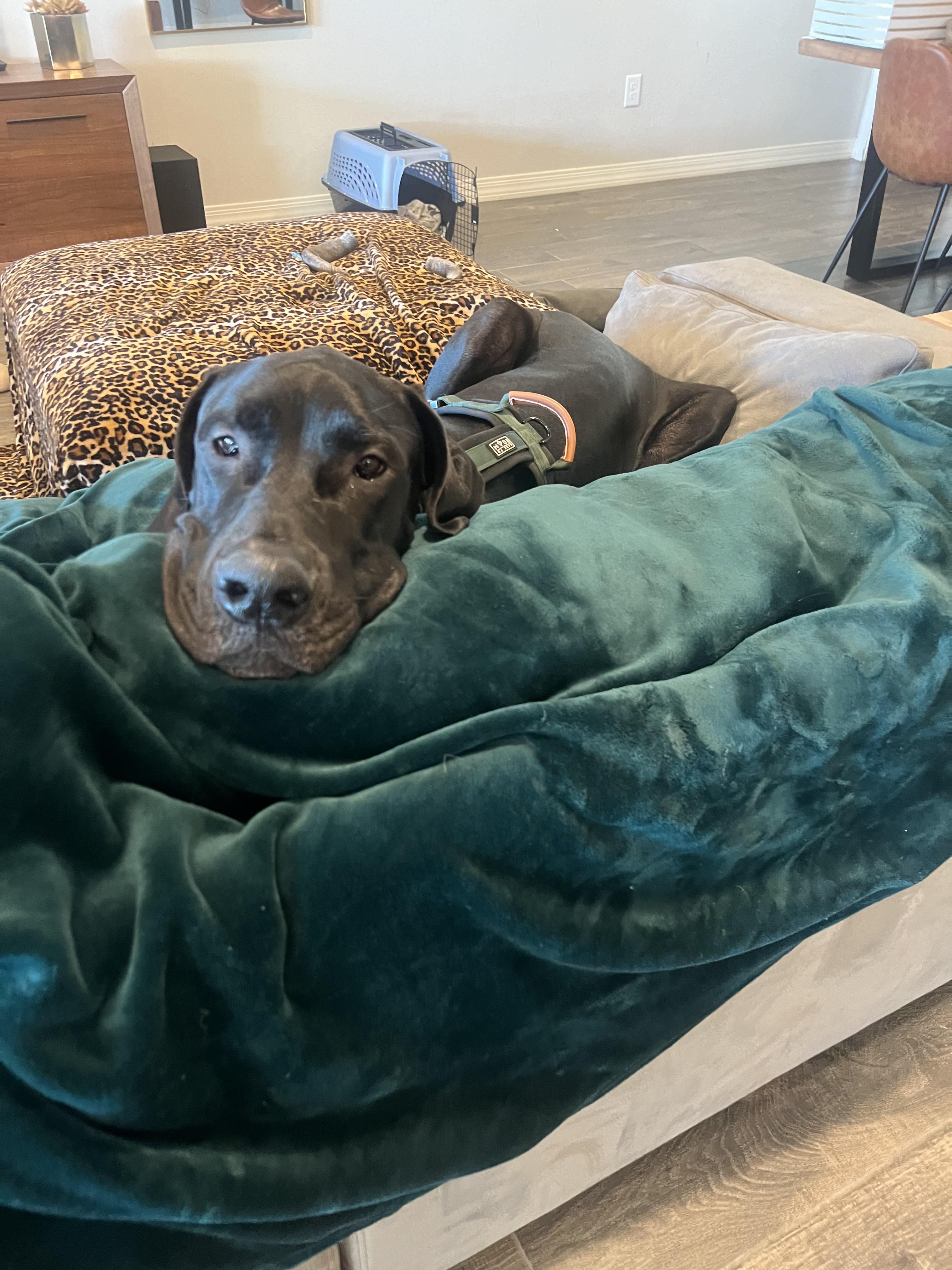 Edward, adopted, Adult Male Great Dane.