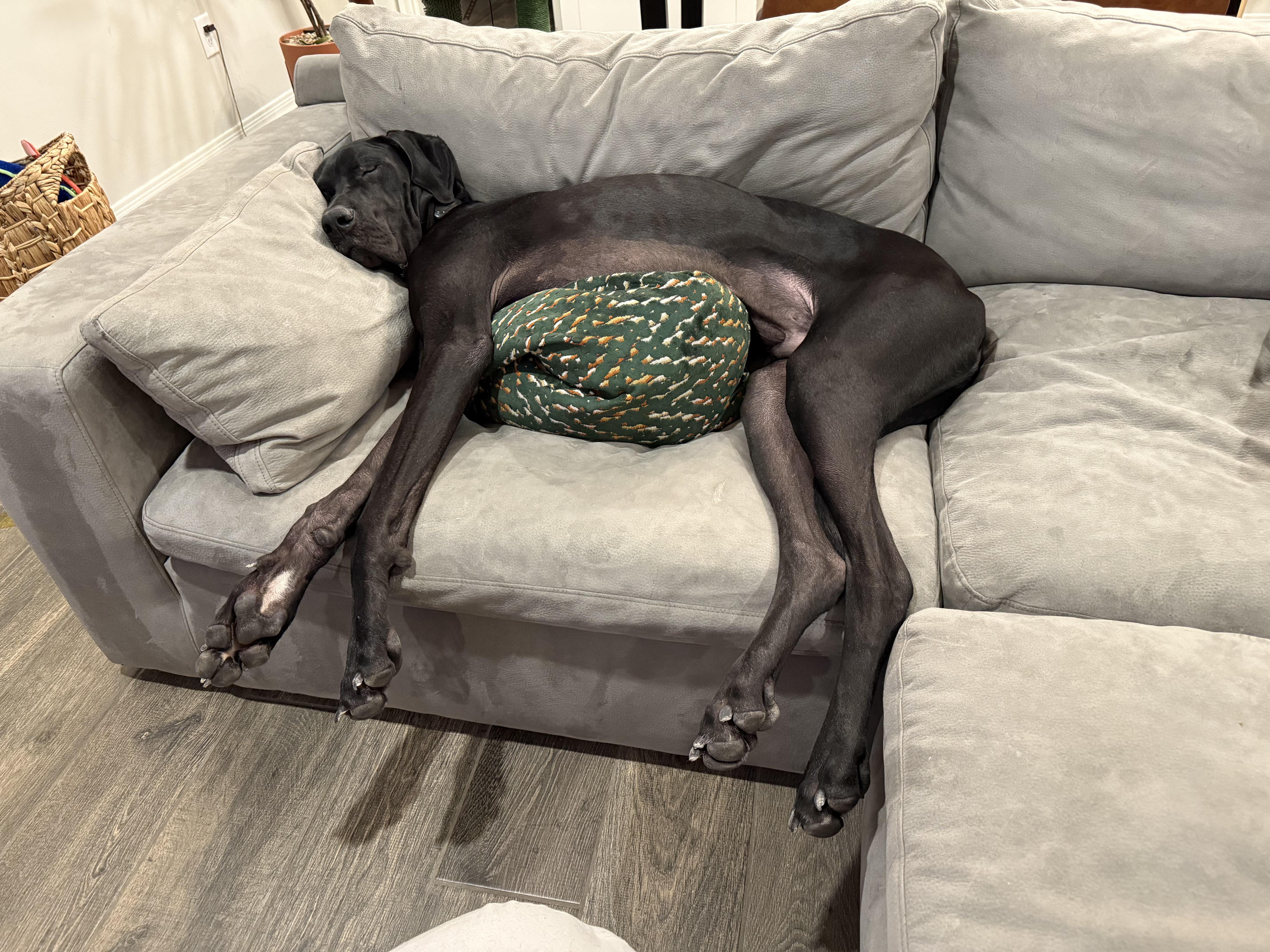 Enlarge Edward, an adopted Great Dane in Tucson , AZ image 6/6