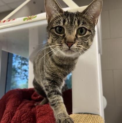 Enlarge Lifeguard, a Adoptable Domestic Short Hair in Carrollton, TX image 1/3