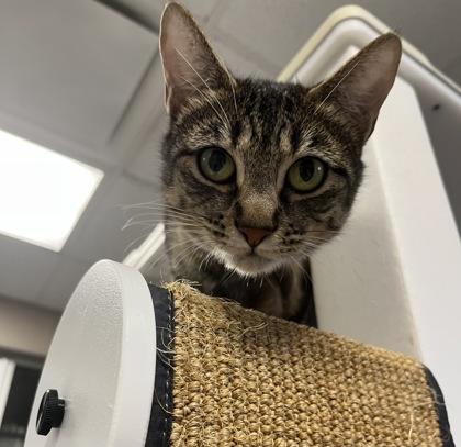 Enlarge Lifeguard, a Adoptable Domestic Short Hair in Carrollton, TX image 2/3