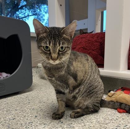 Enlarge Lifeguard, a Adoptable Domestic Short Hair in Carrollton, TX image 3/3
