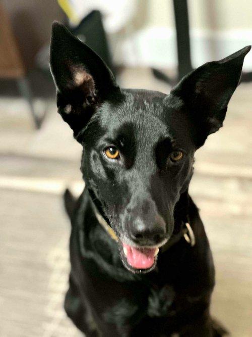 Bella, Adult Female German Shepherd Dog