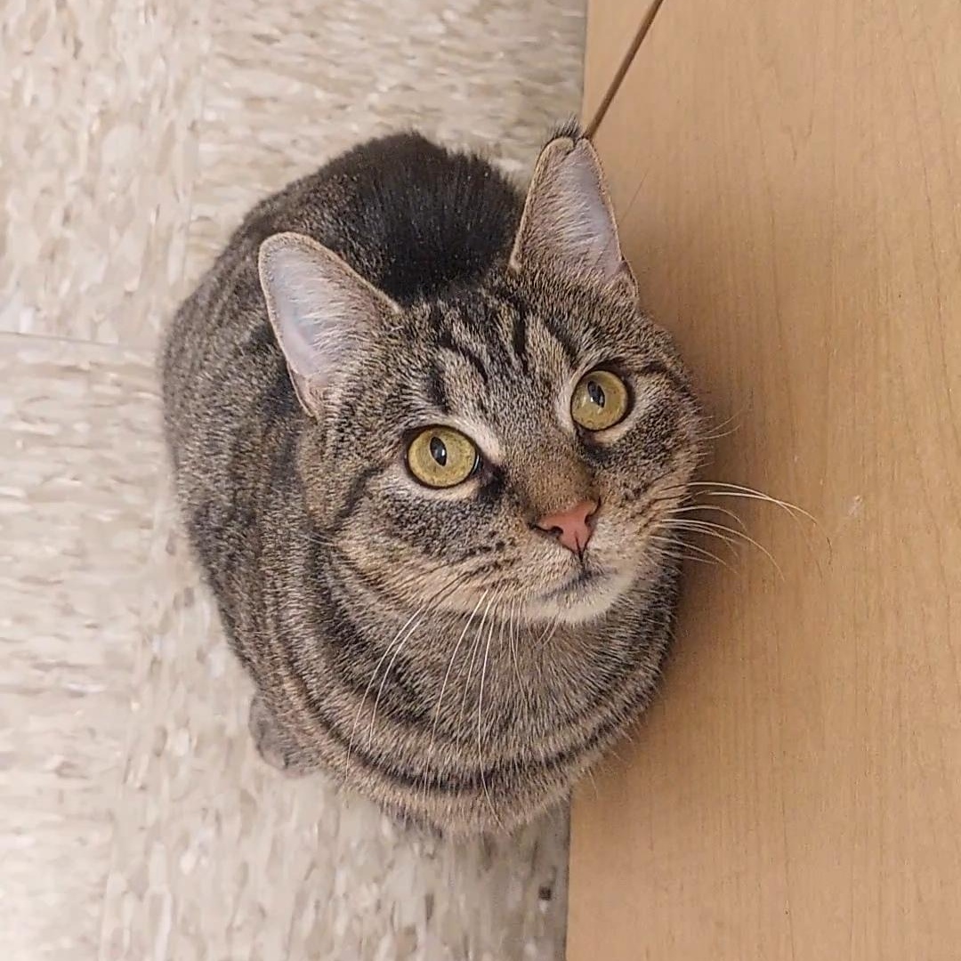 Bob Anna, ADOPTABLE, Adult Female American Bobtail.