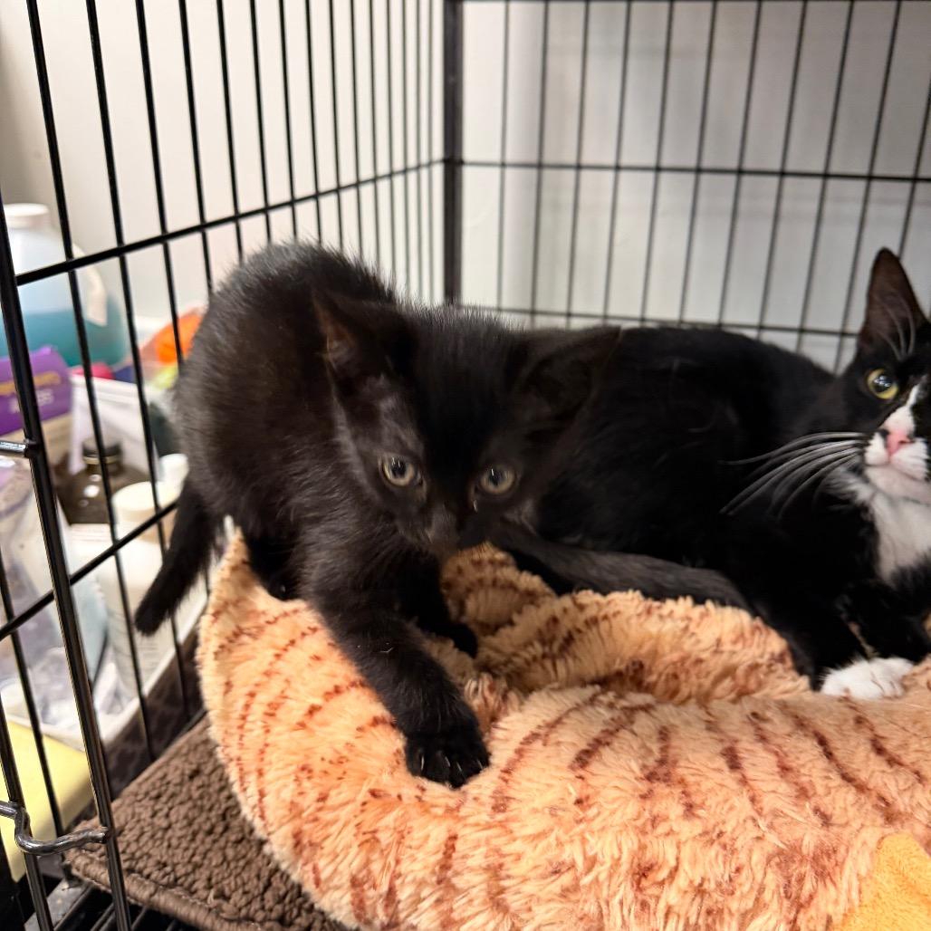 Bee, Adoptable, Kitten Female Domestic Short Hair.