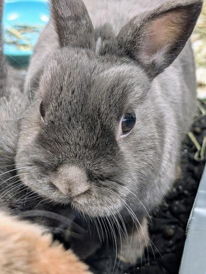 Bidule, Adoptable, Adult Male Bunny Rabbit & Bunny Rabbit.